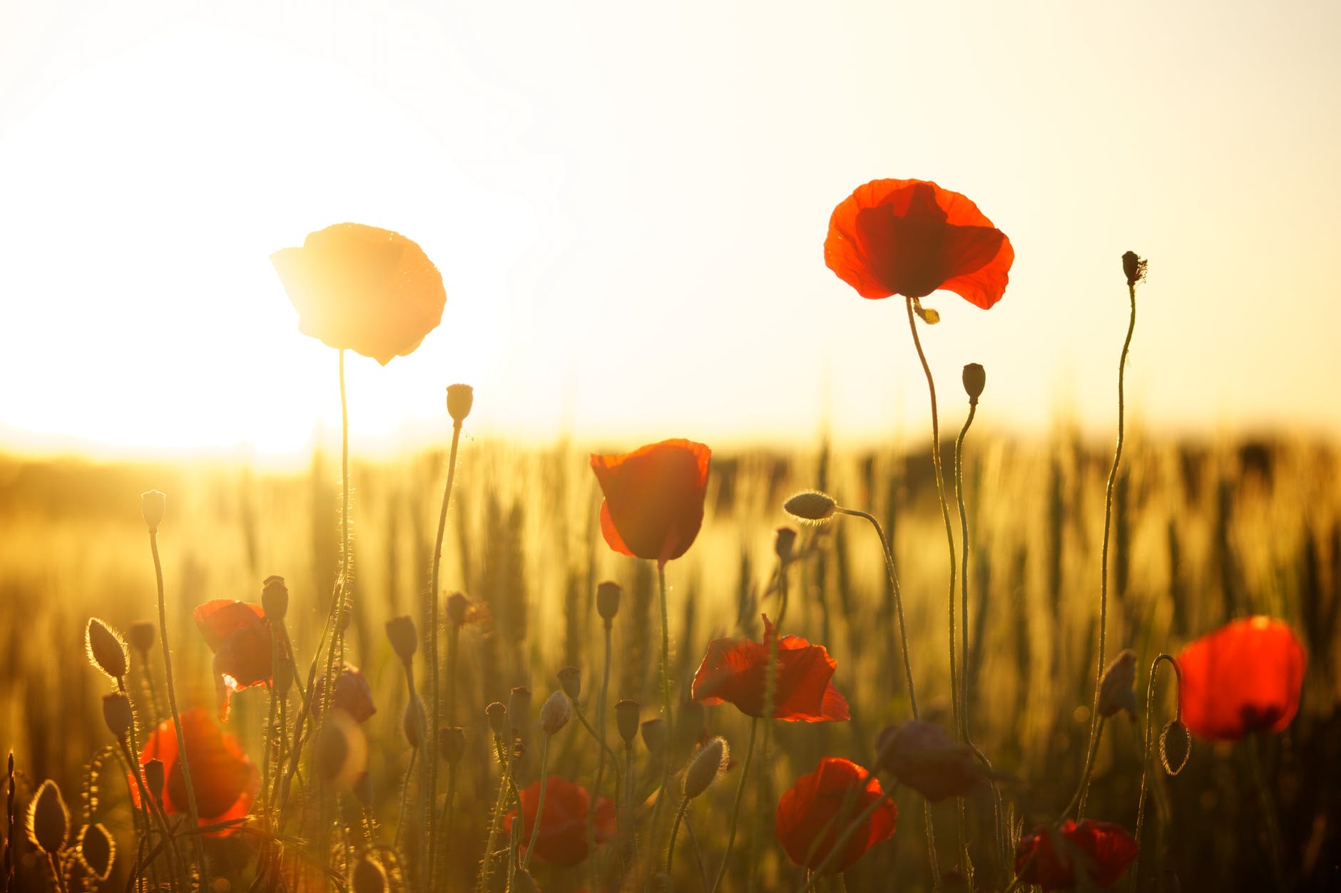 Modern picture of poppies. Photo by Pixabay on Pexels.com