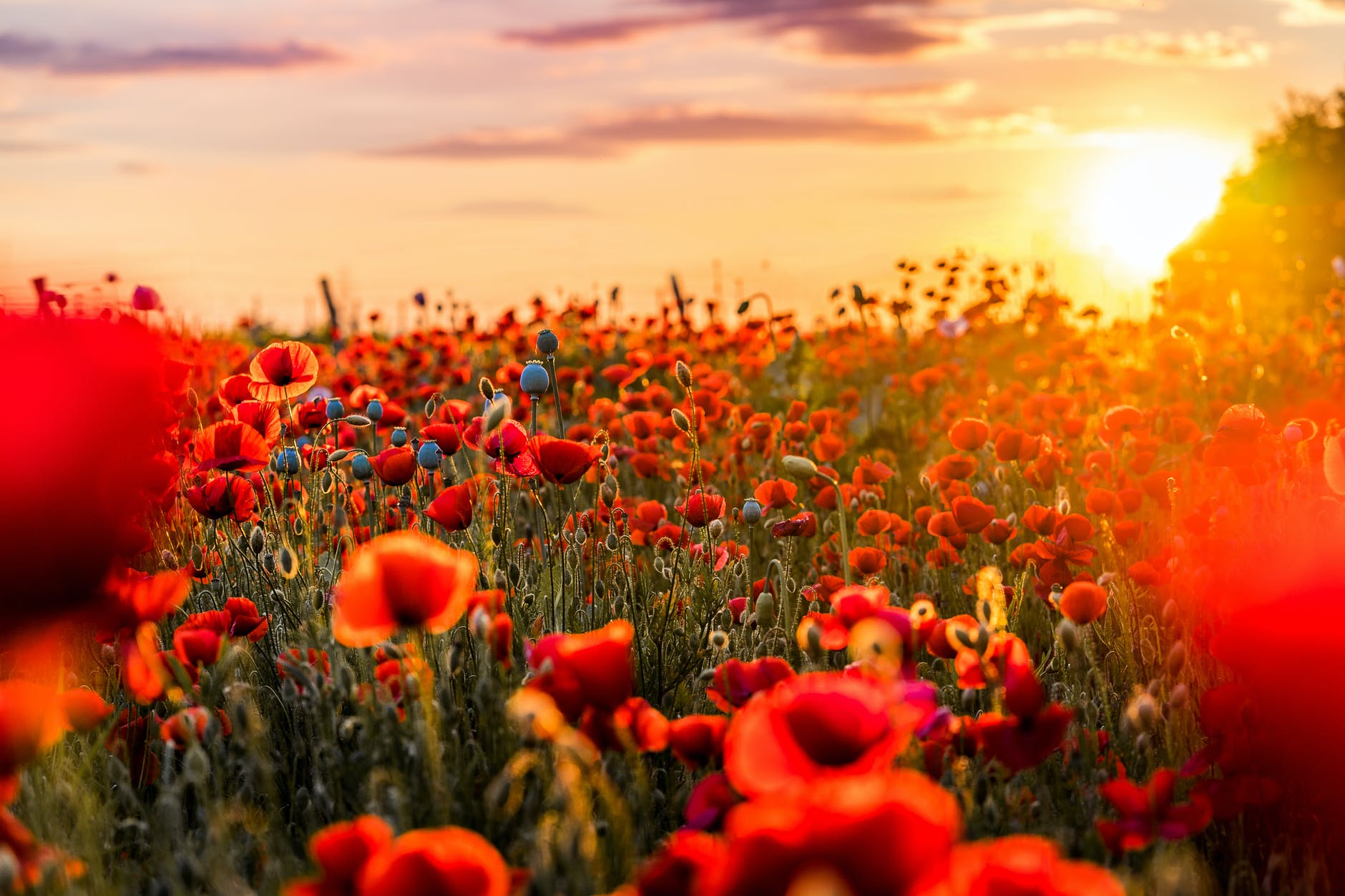 Modern image of a field of poppies.